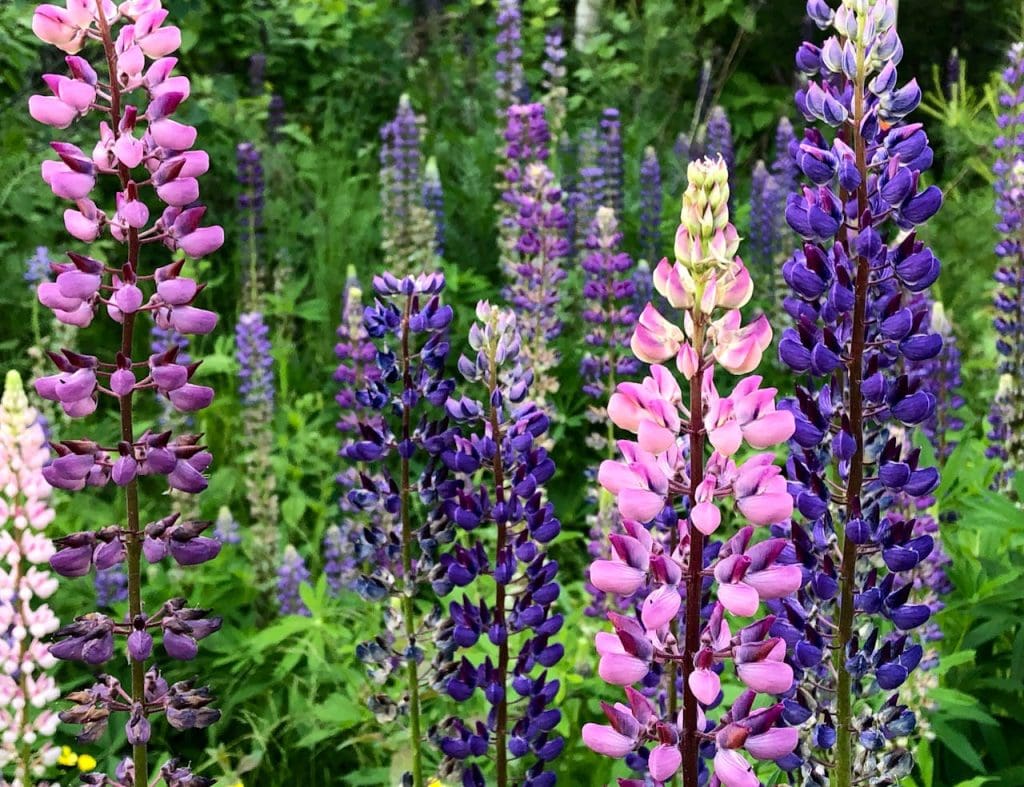Colorful lupine flowers blooming in a lush green field, showcasing vibrant purples and pinks.