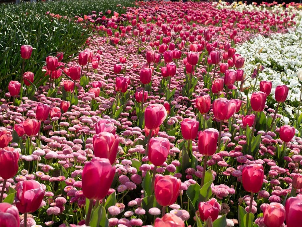 Bright pink tulips in full bloom during Canberras spring, showcasing natures vibrant colors.