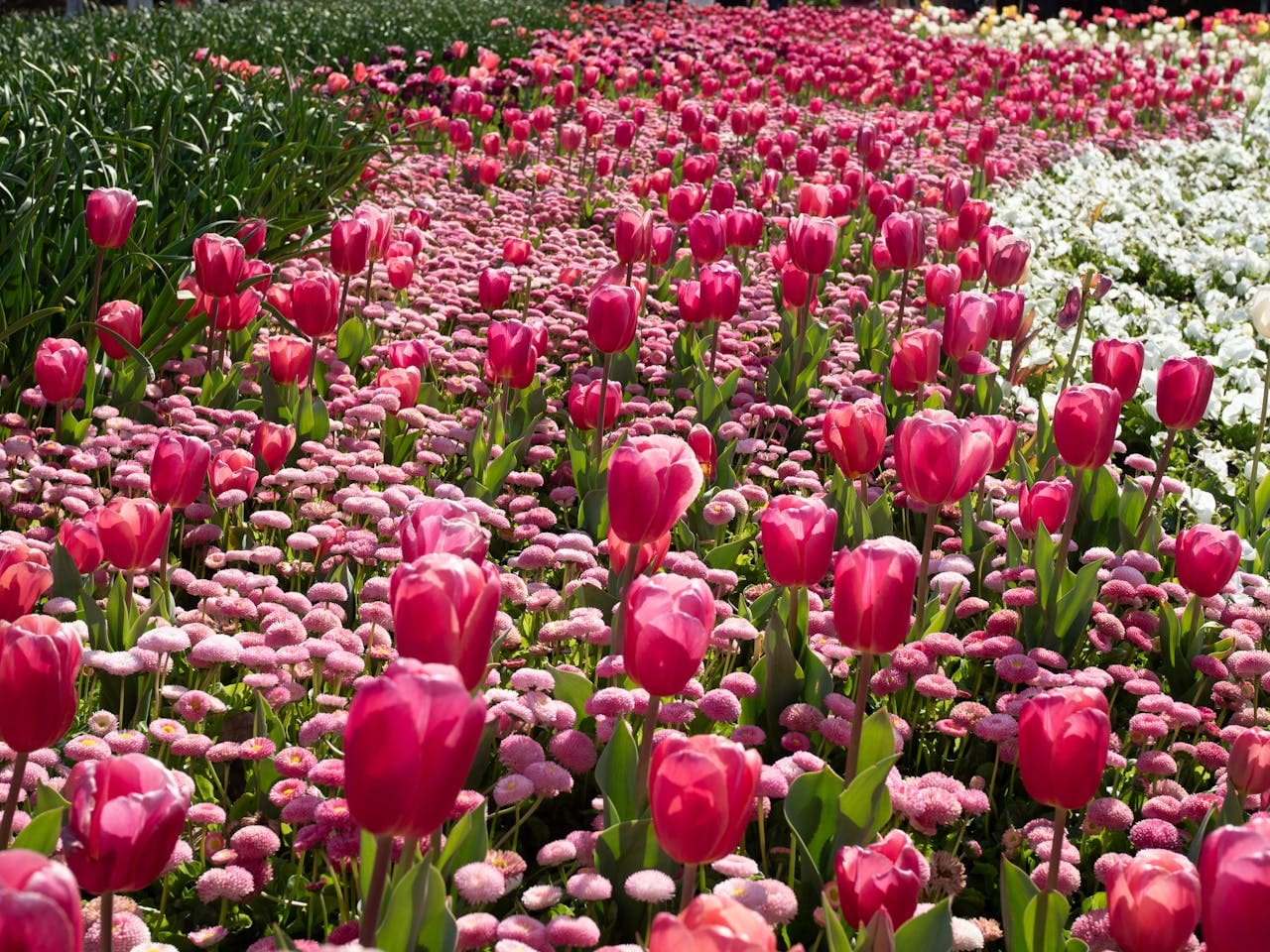 Bright pink tulips in full bloom during Canberras spring, showcasing natures vibrant colors.